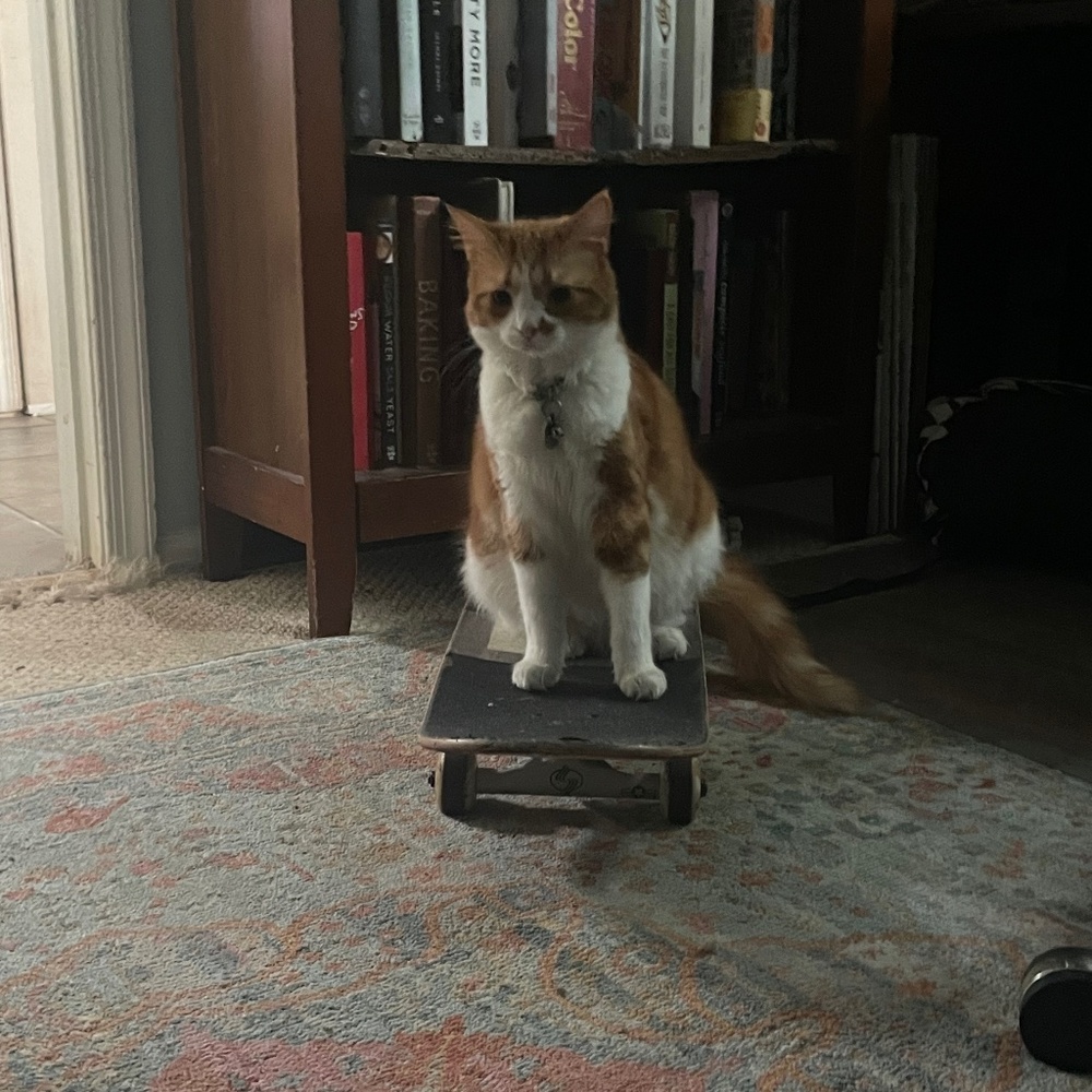 Meet your Posher, Lilly